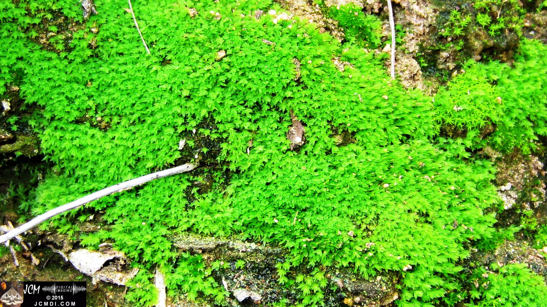 Whitney Canyon moss close-up